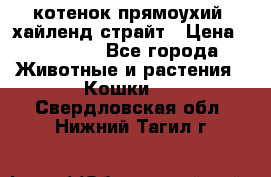 котенок прямоухий  хайленд страйт › Цена ­ 10 000 - Все города Животные и растения » Кошки   . Свердловская обл.,Нижний Тагил г.